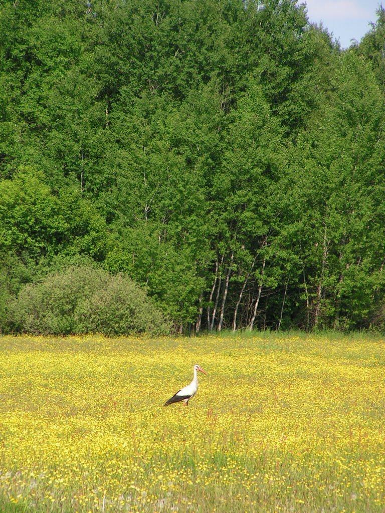Новоугрузьке з panoramio.com - Novougruzke