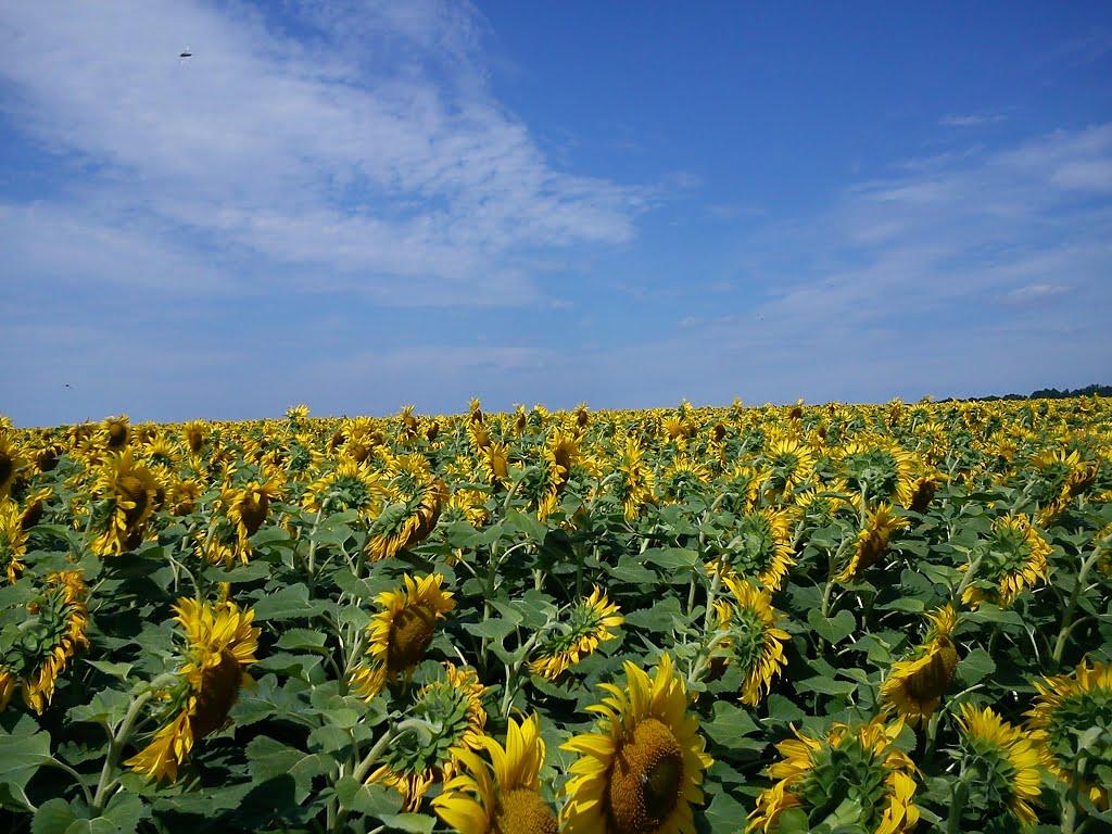 Шевченкове з panoramio.com - Шевченкове