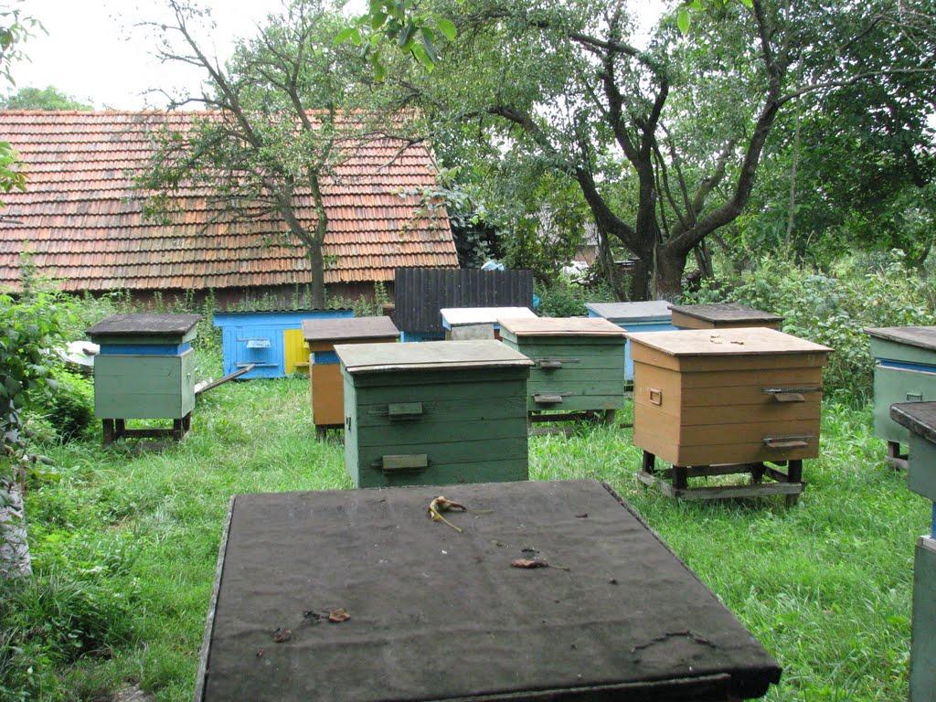 Оришківці з panoramio.com - Оришковцы