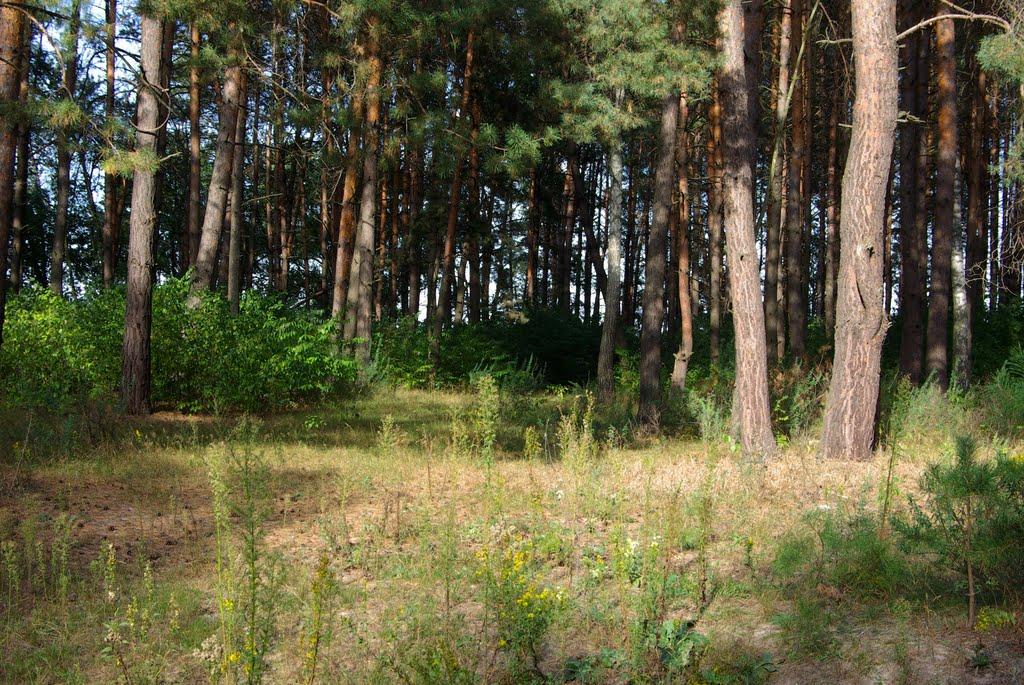 Малютянка з panoramio.com - Малютянка