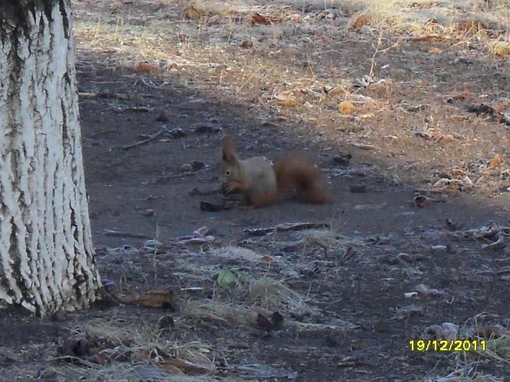 Аджамка з panoramio.com - Аджамка