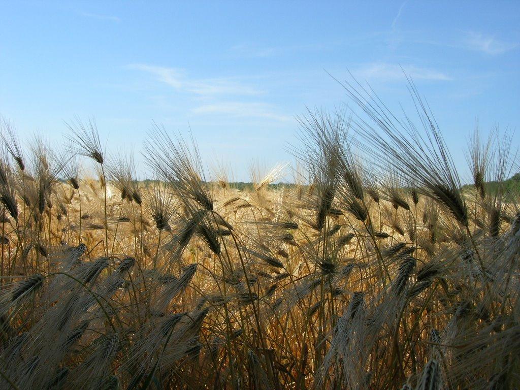 Нова Зоря з panoramio.com - Новая Зоря