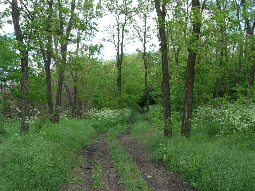 Веселе з panoramio.com - Веселе