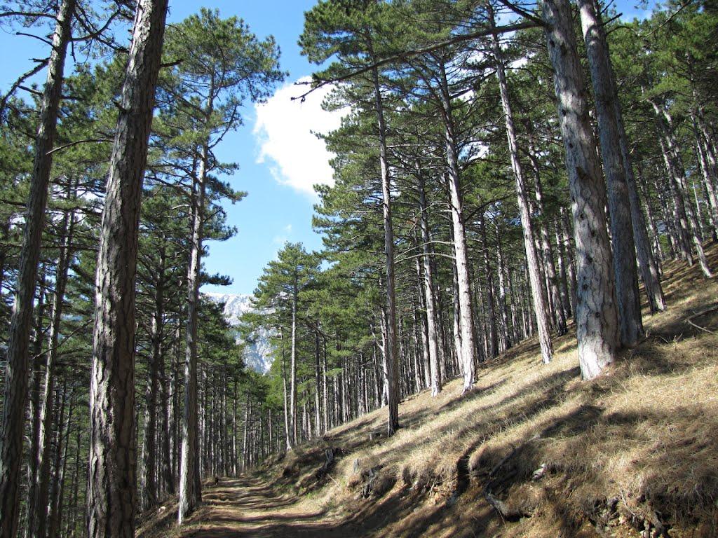 Виноградне з panoramio.com - Виноградное