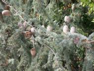 Данилівка з panoramio.com