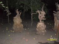 Коршачина - Останні фото