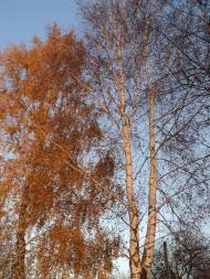 Твориничі з panoramio.com