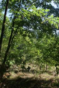 Трощин з panoramio.com