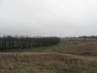 Роза - Останні фото