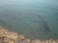 Берегове з panoramio.com