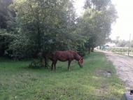 Білоусівка з panoramio.com