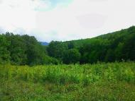 Щасливе з panoramio.com
