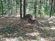 Дмитренки з panoramio.com