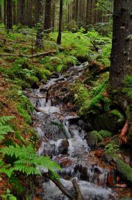 Осмолода з panoramio.com (ч.2)