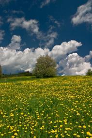 Орявчик з panoramio.com