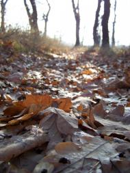 Ровеньки з panoramio.com