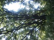 Андріївка з panoramio.com