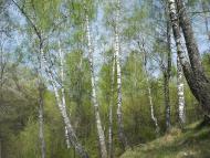 Дробишів з panoramio.com