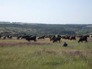 Петропавлівка з panoramio.com