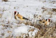 Червоний Донець з panoramio.com