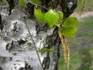 Букине з panoramio.com