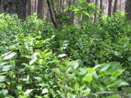 Підманове з panoramio.com