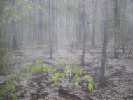 Дмитренки з panoramio.com