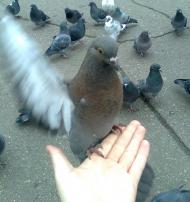 Щастя з panoramio.com