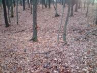 Олефірщина з panoramio.com