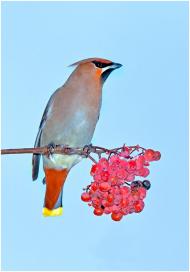 Вовчанськ з panoramio.com