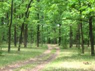 Білоусівка з panoramio.com