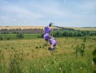 Новоукраїнка з panoramio.com