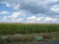 Мареничі з panoramio.com