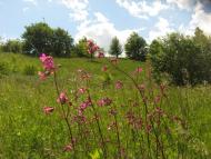 Григорівка з panoramio.com