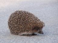 Неданчичі з panoramio.com