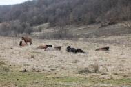 Малий Березний з panoramio.com