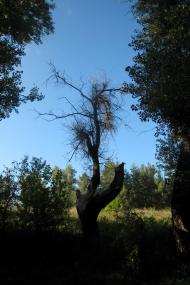 Юганівка з panoramio.com