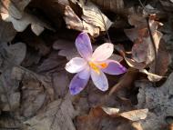 Слобідка-Мушкатівська з panoramio.com