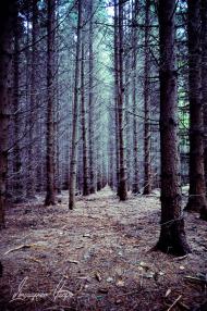 Малі Крушлинці - Останні фото