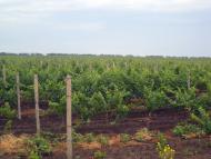 Горянка - Останні фото