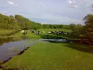 Цвітоха - Останні фото