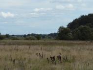 Климентове з panoramio.com