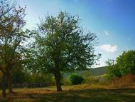 Ароматне з panoramio.com