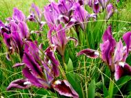 Ключове з panoramio.com