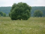 Бруслинів з panoramio.com