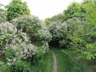 Красний Бір з panoramio.com