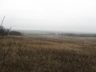 Роза з panoramio.com