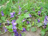 Любимівка з panoramio.com