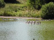 Ступаківка - Останні фото