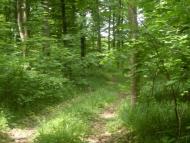 Копіївка з panoramio.com